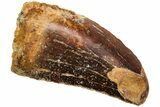 Serrated, Juvenile Carcharodontosaurus Tooth #214462-1